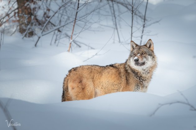 De wolf in de sneeuw