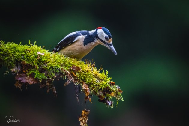 De Grote Bonte Specht - al zo vaak gefotografeerd