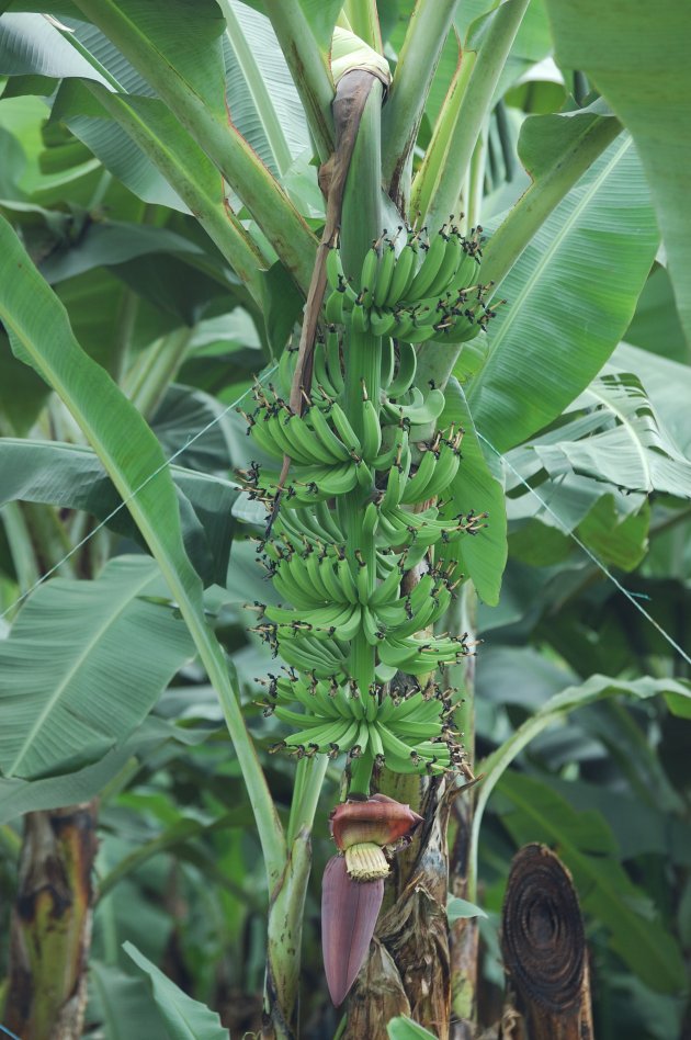 reusachtige bananenplant