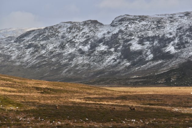 Edelherten in de Highlands