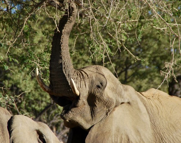 Woestijnolifant in Damaraland