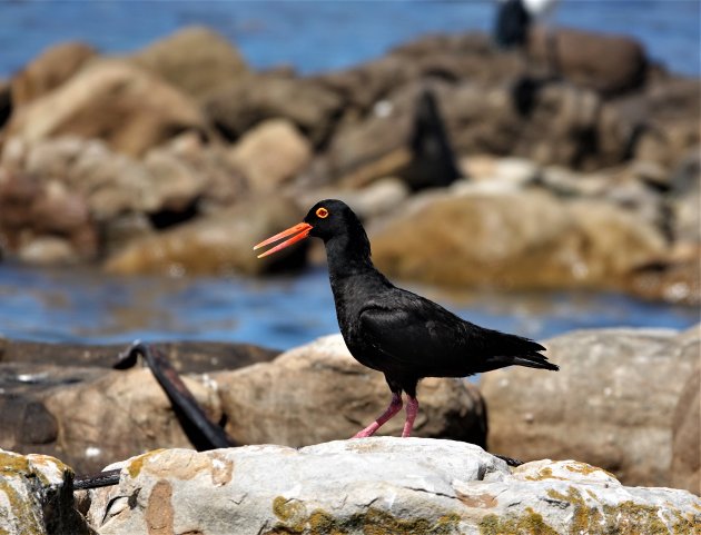 Black Oyster Catcher