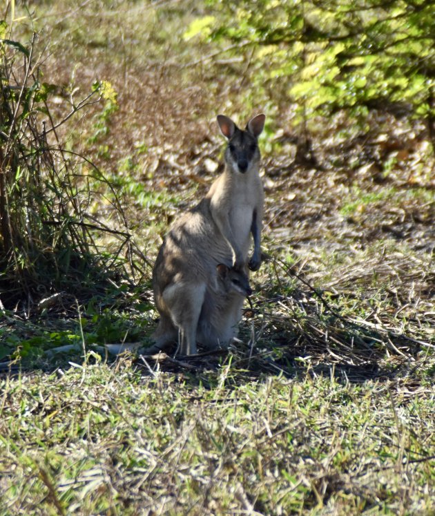 Wallaby met baby