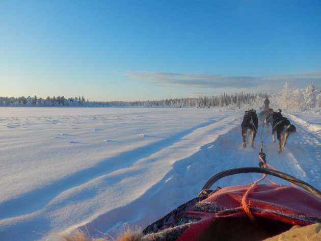 Mushing in lapland