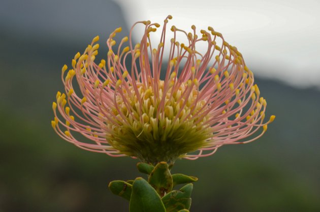 Botanische tuinen ontdekken