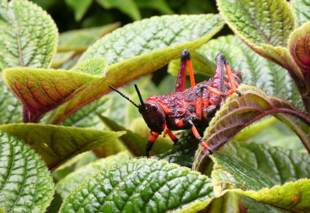 Het is rood en het springt...