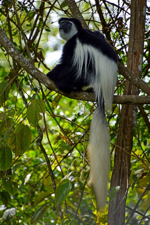 Colobus aap