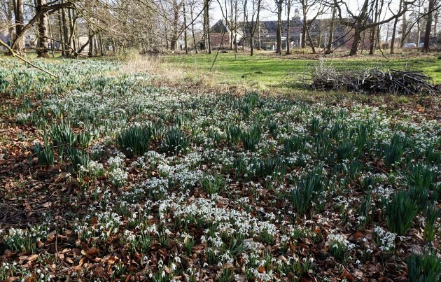 Tapijt van sneeuwklokjes