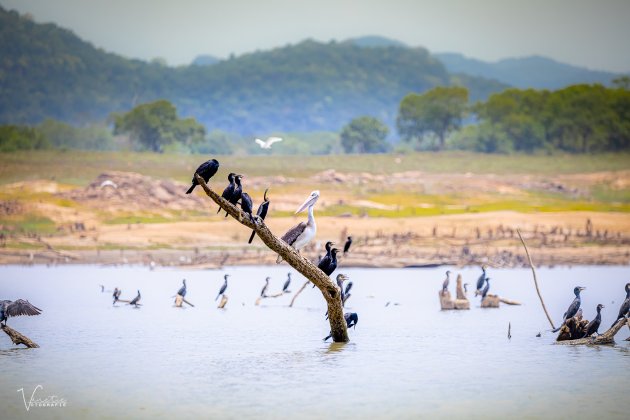 Vogels in Senanayake Samudraya