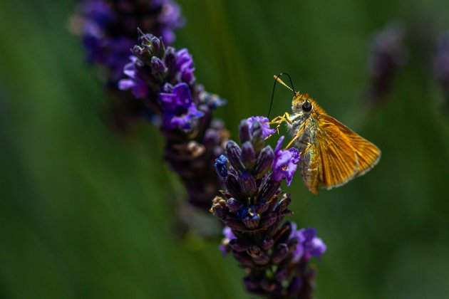 Lavendel