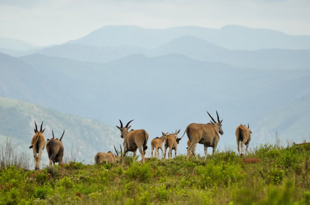 Wildlife in een waanzinnig mooi landschap