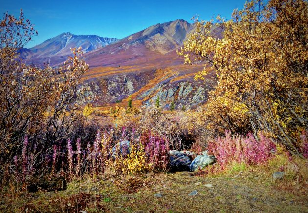 Herfsttinten langs de Dempster Highway