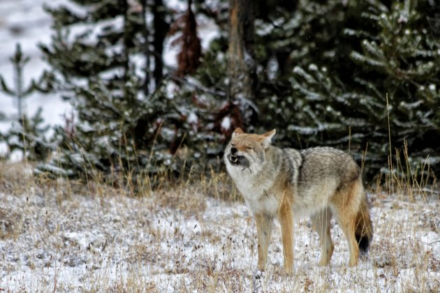 Coyote vangt muis