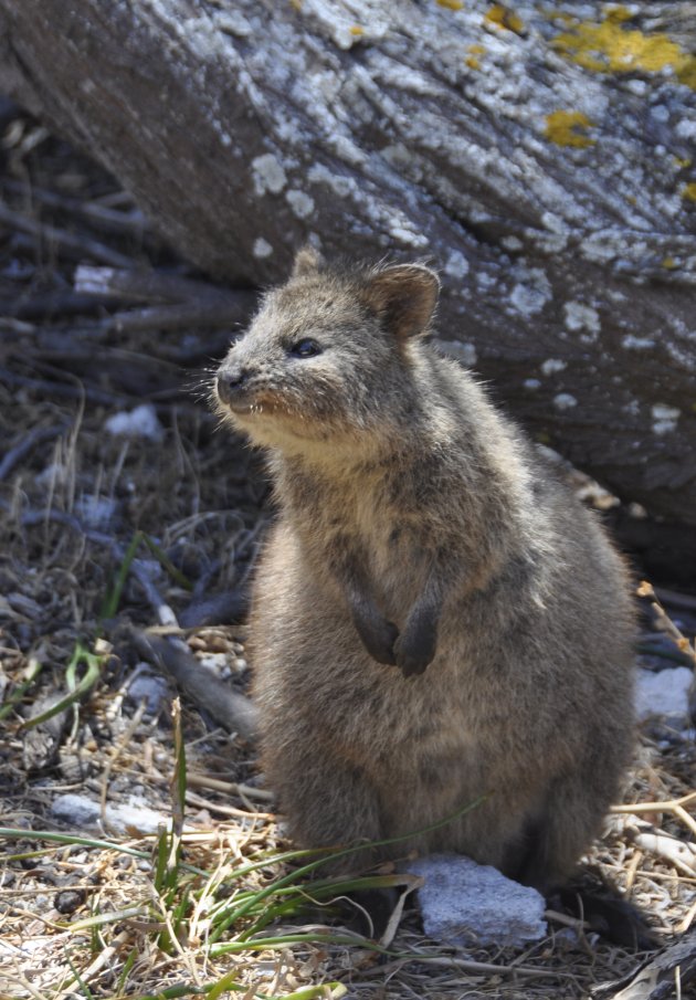 2019. Quokka op Rottnest Island