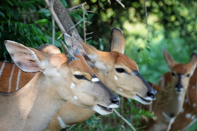 Bontebokkies