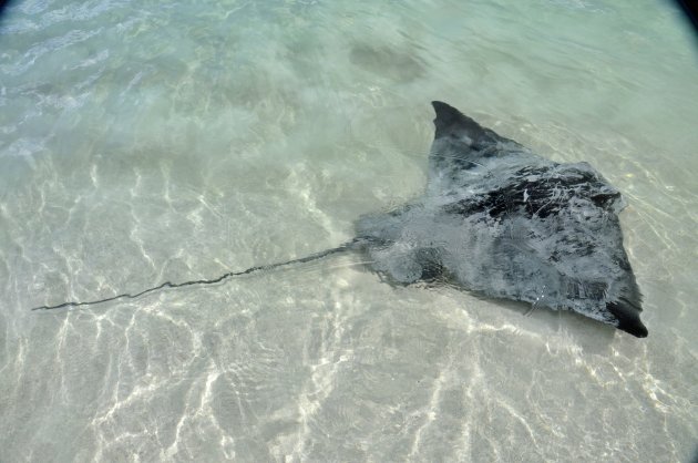 Australië. Stingrays in Hamelin Bay.