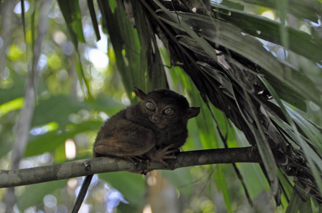 De kleine Tarsier.