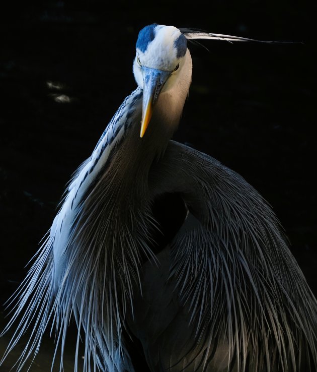 Poserende blauwe reiger