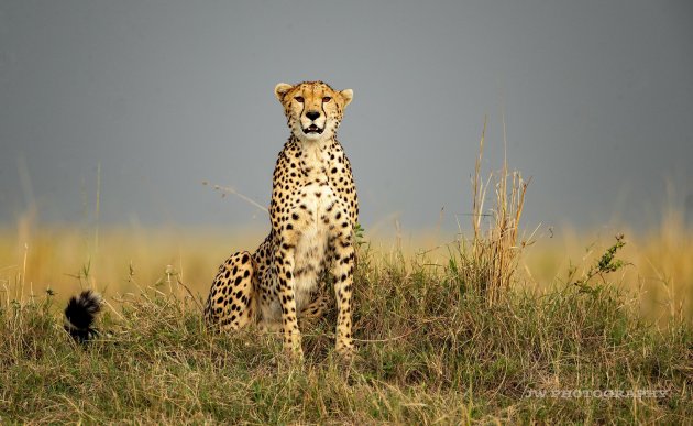 Cheetah