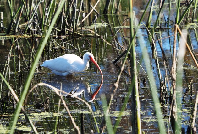 Ibis in spiegelbeeld