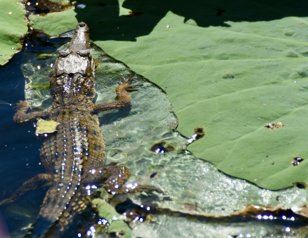 Baby zoetwaterkrokodil