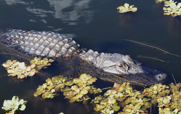 Zilveren alligator