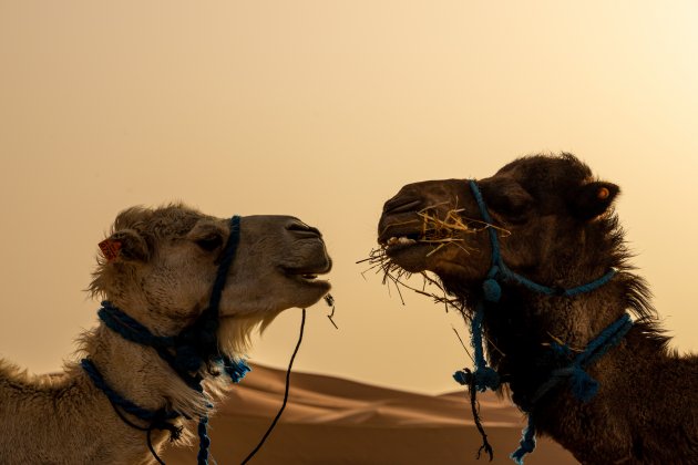 Dromedarissen in de Sahara