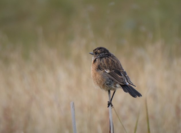 Vogeltje in Golden Gate Highlands NP