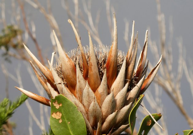 Uitgebloeide Protea