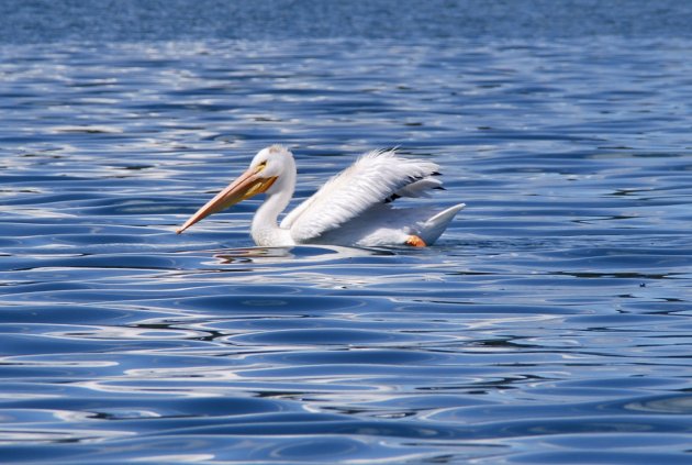 Witte pelikaan op Eagle Lake