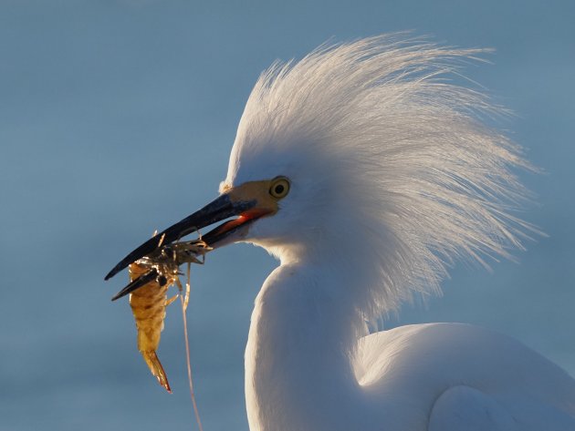 Witte Zeereiger heeft beet