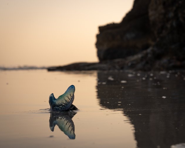 Portugees Oorlogsschip (Physalia physalis) op een strand bij Al Khaluf, Oman