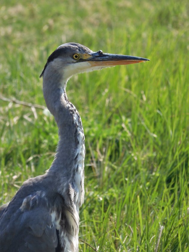 Reiger in de Polders van Kruibeke