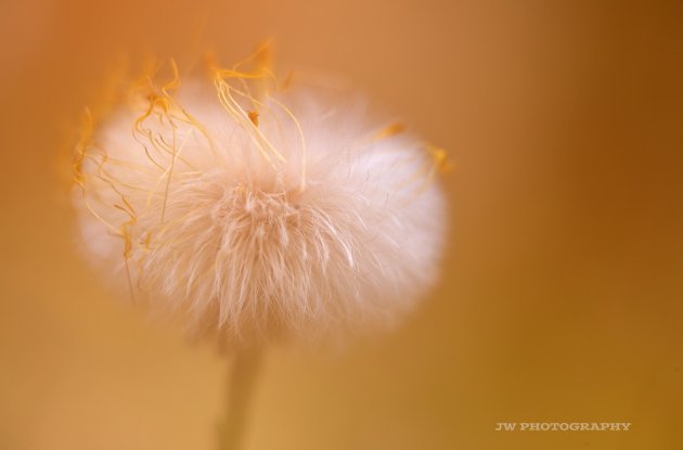 Uitgebloeide paardebloem