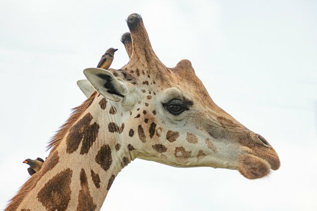 Oeganda Murchisonfalls National Park