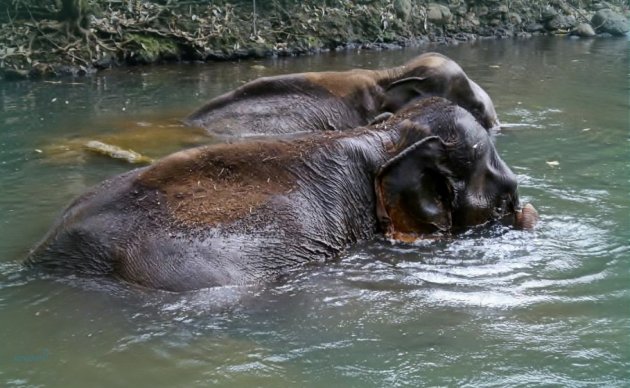 Samen zwemmen