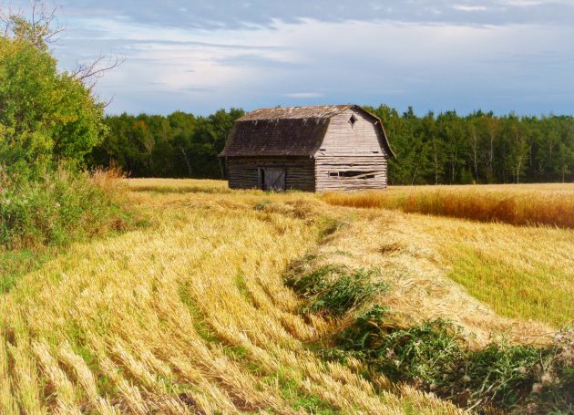 Old barn aan een backroad van Alberta