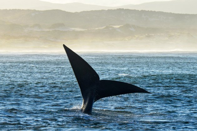 Whale watching bij Hermanus