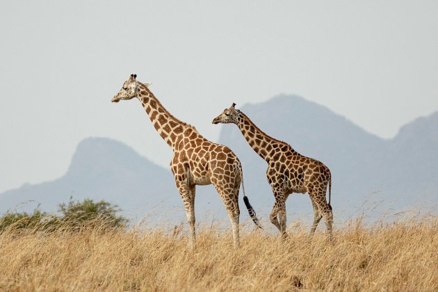 Oeganda Kidepo Nationaal Park