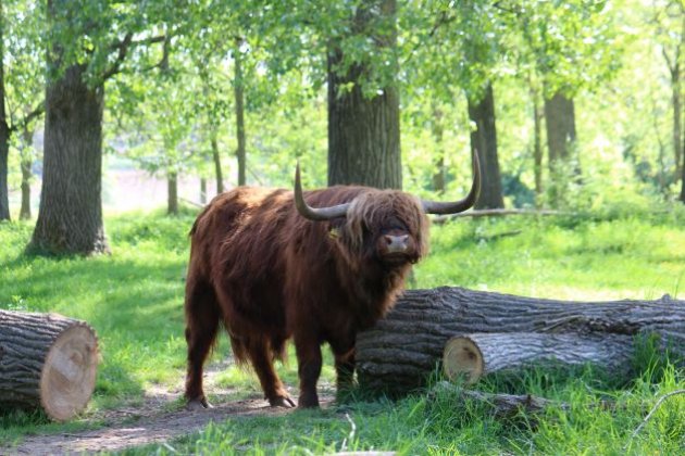 Schotse Hooglander