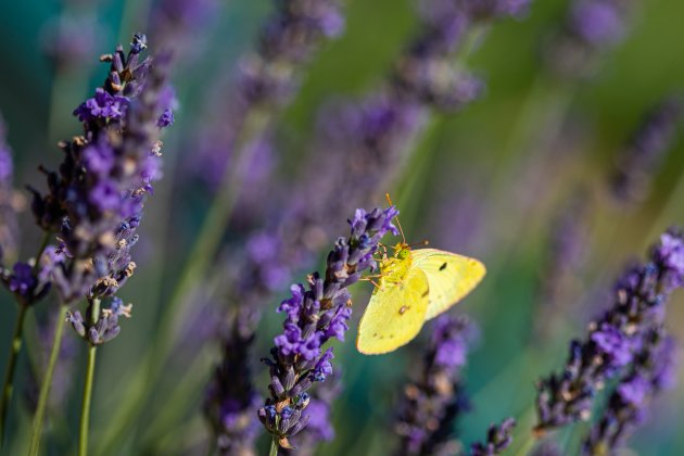 Bloeiende lavendel