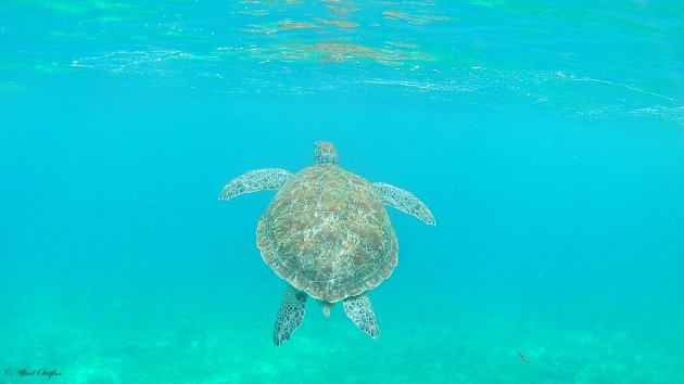 Groene Zeeschildpad