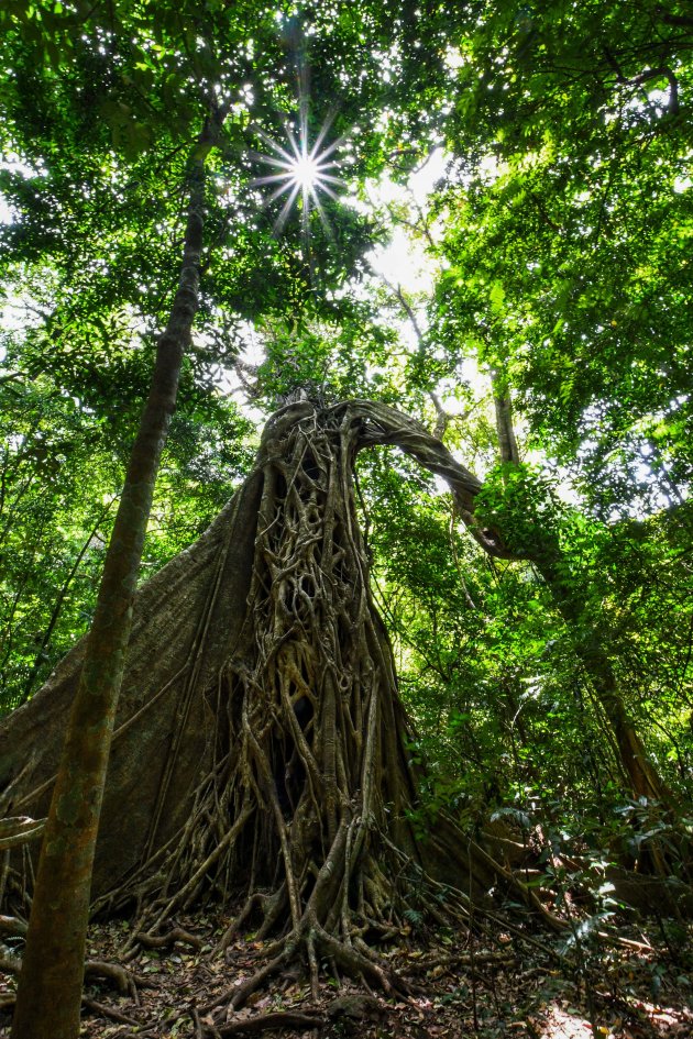 Mystieke bomen