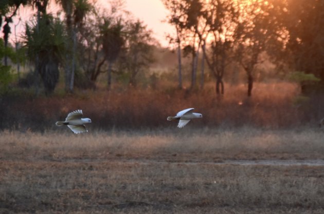 Kakatoes in Kakadu