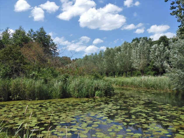 Wandeling Poldergebied in De Biesbosch