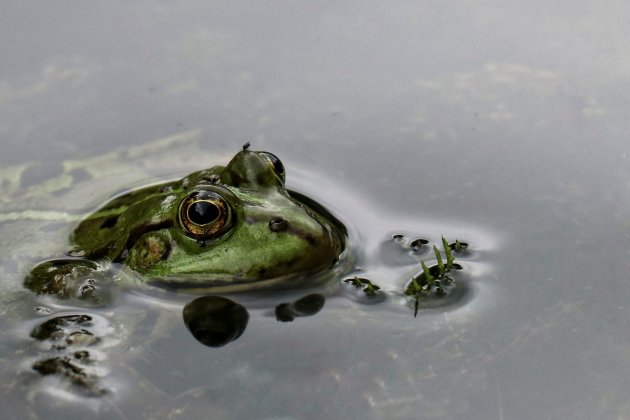 Boven water