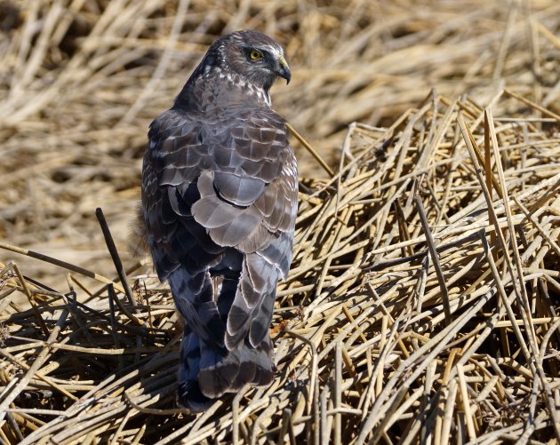 Herinnering aan: Laguna Nimez, vogelparadijs