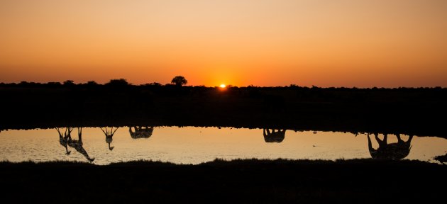 De silhouetten van Okaukuejo