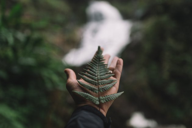 Vietnam fern.