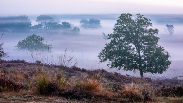 Het Quin in de mist